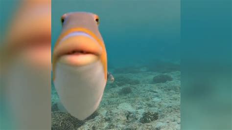 fish kiss meme|fish with lips meme.